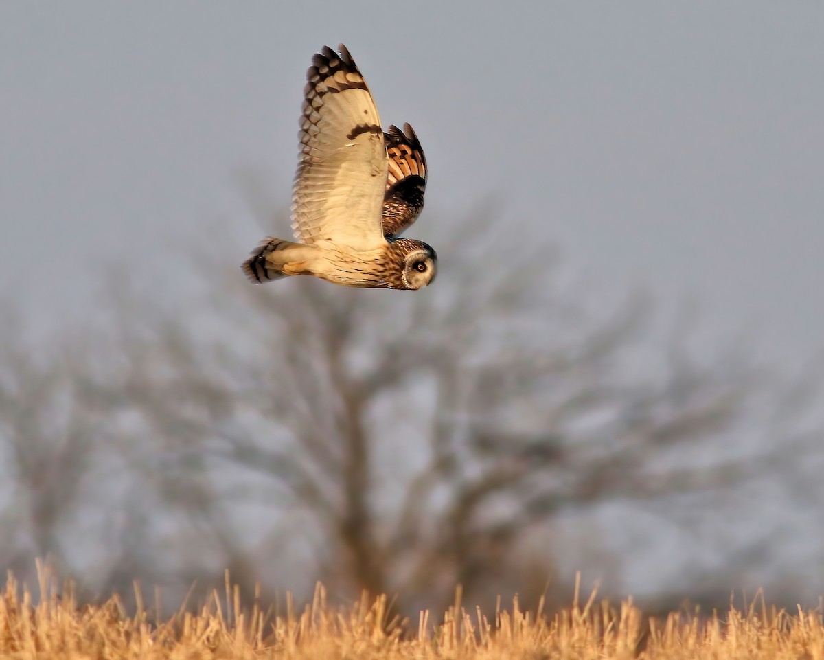 Short-eared Owl - ML615131018