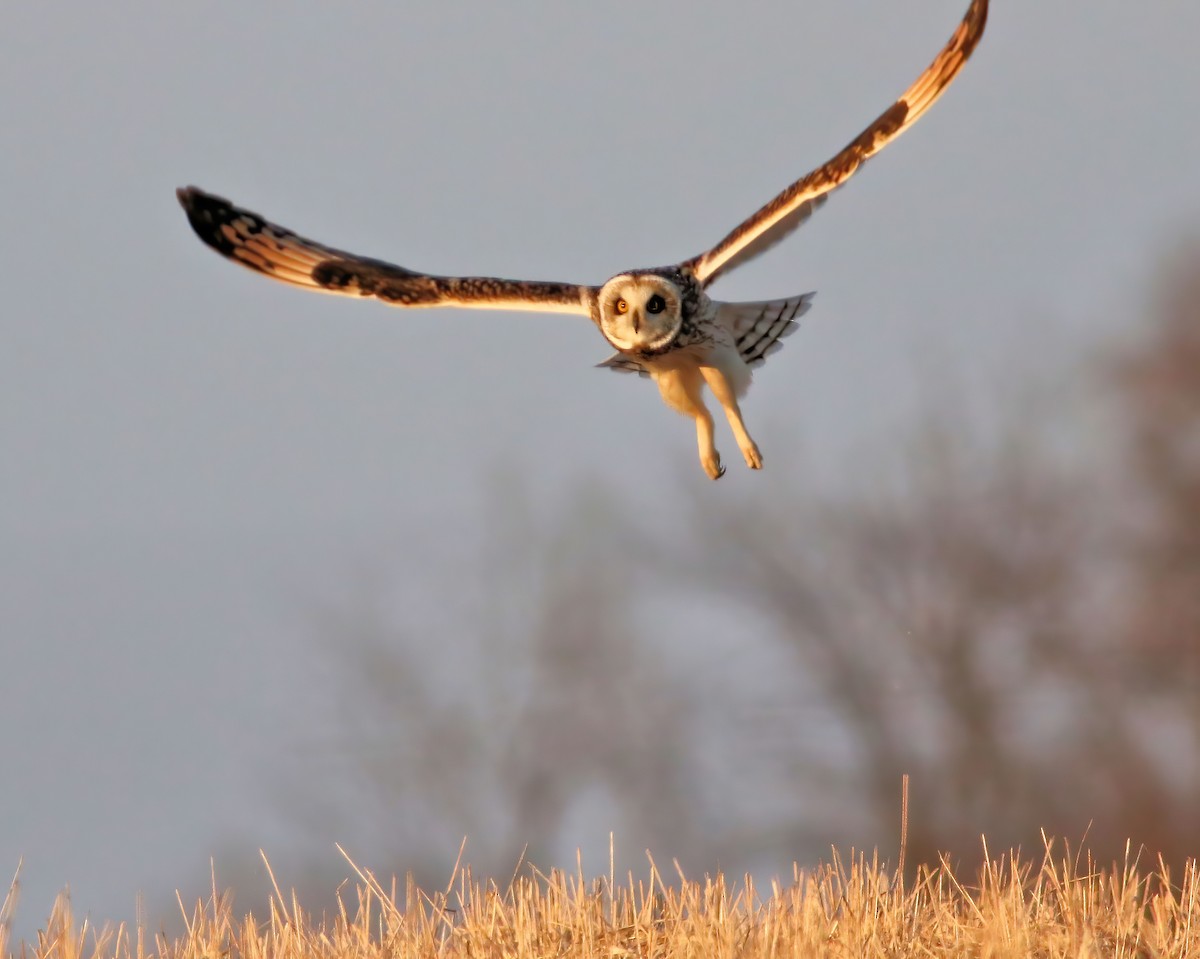 Short-eared Owl - ML615131063