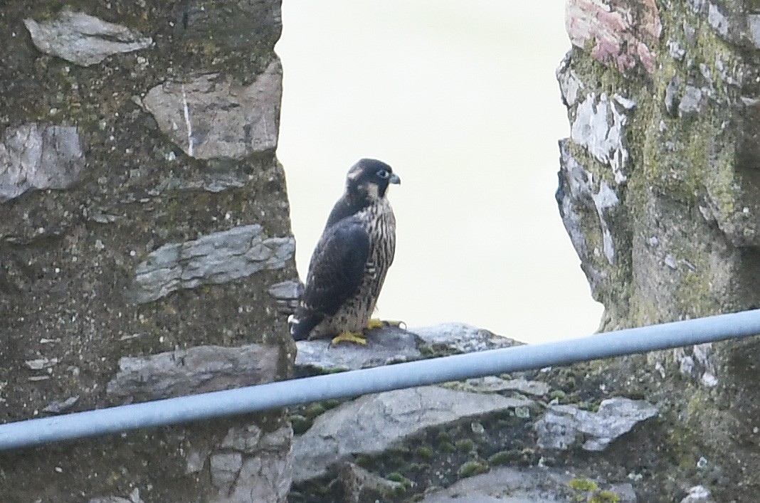 Peregrine Falcon - Andreas Deissner