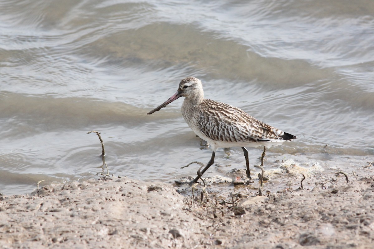 Bar-tailed Godwit - ML615131097