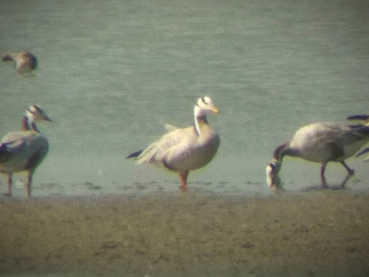 Bar-headed Goose - ML615131150