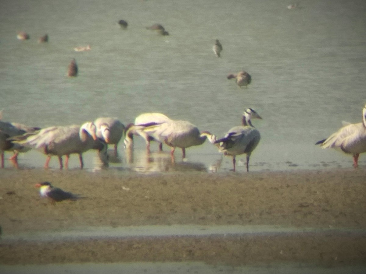 Bar-headed Goose - Bhawani Pratap Singh