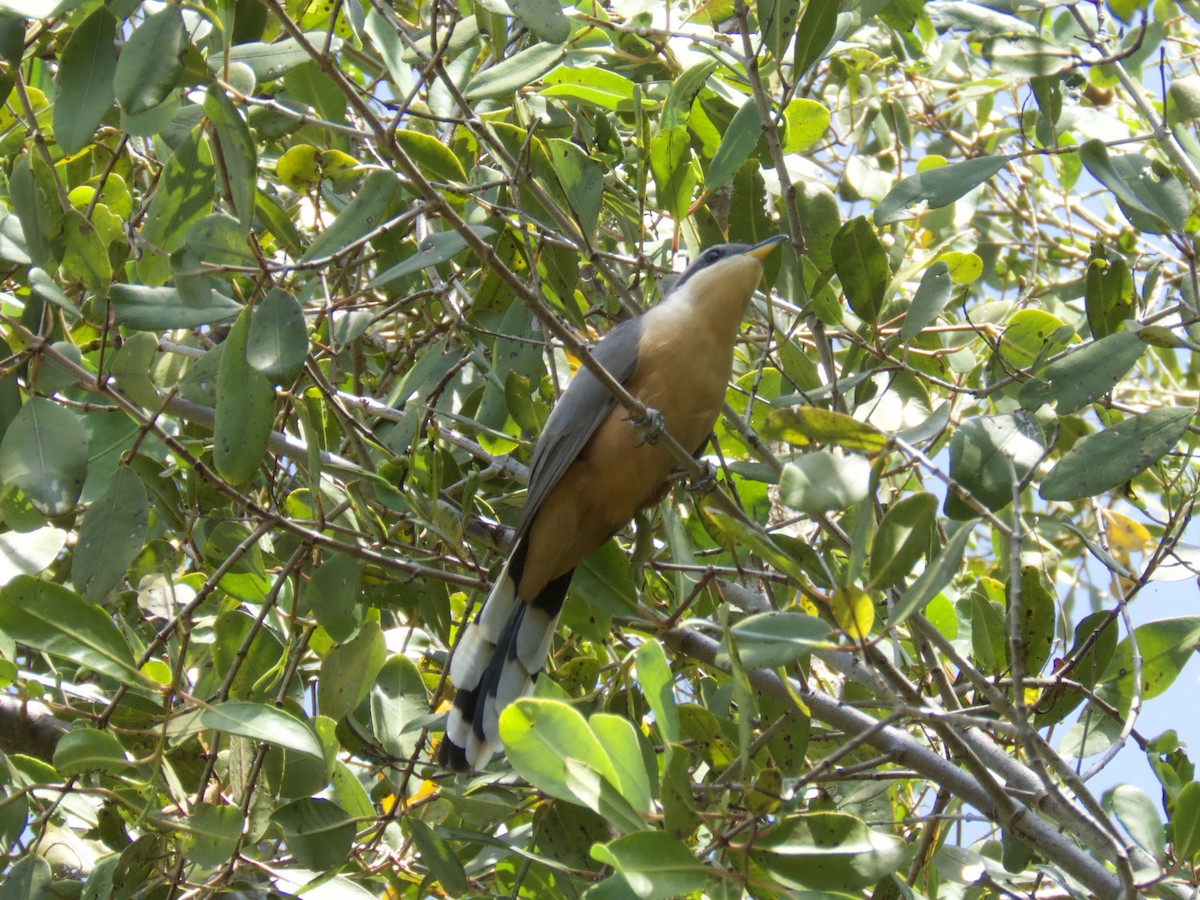 Mangrove Cuckoo - A Branch