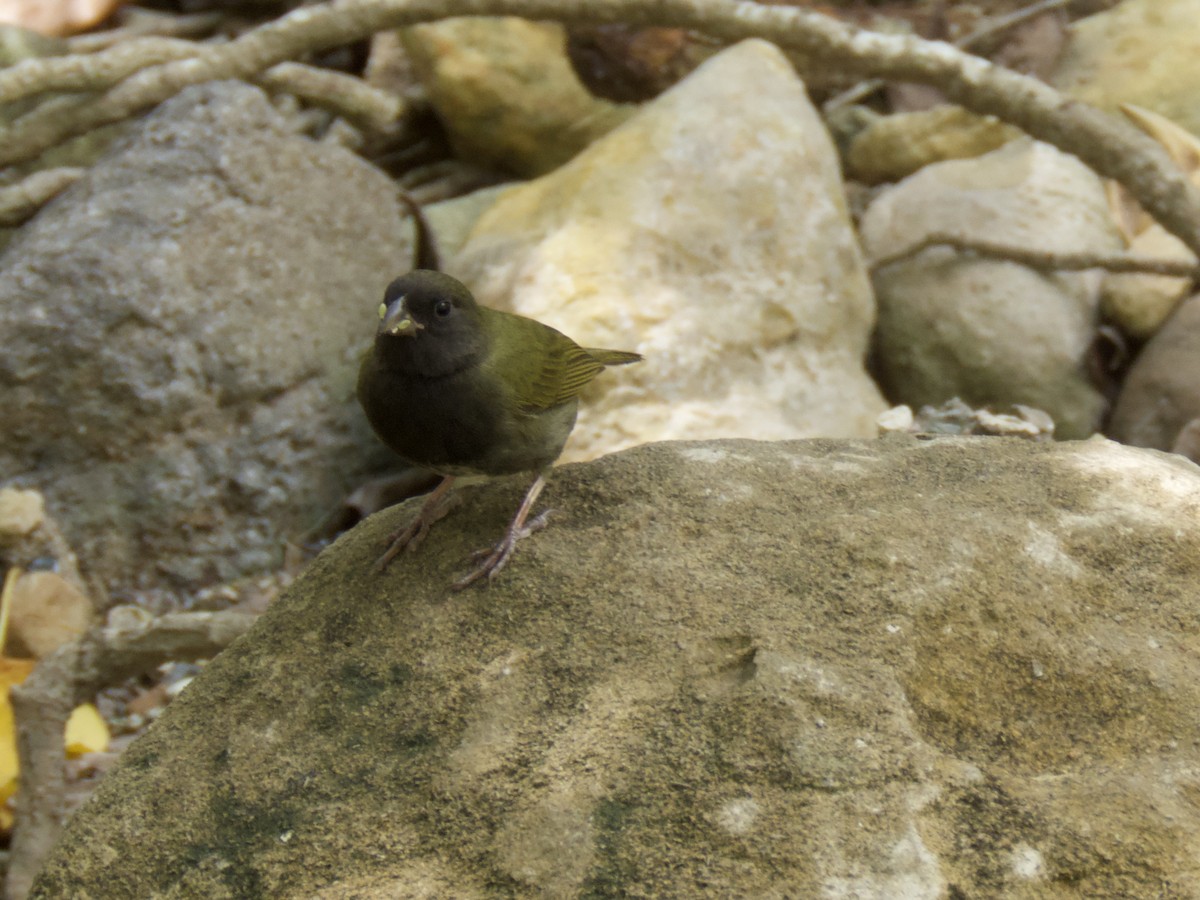 Black-faced Grassquit - A Branch