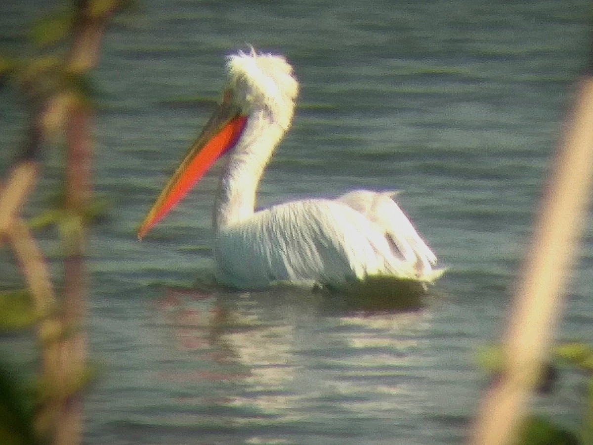 Dalmatian Pelican - ML615131172