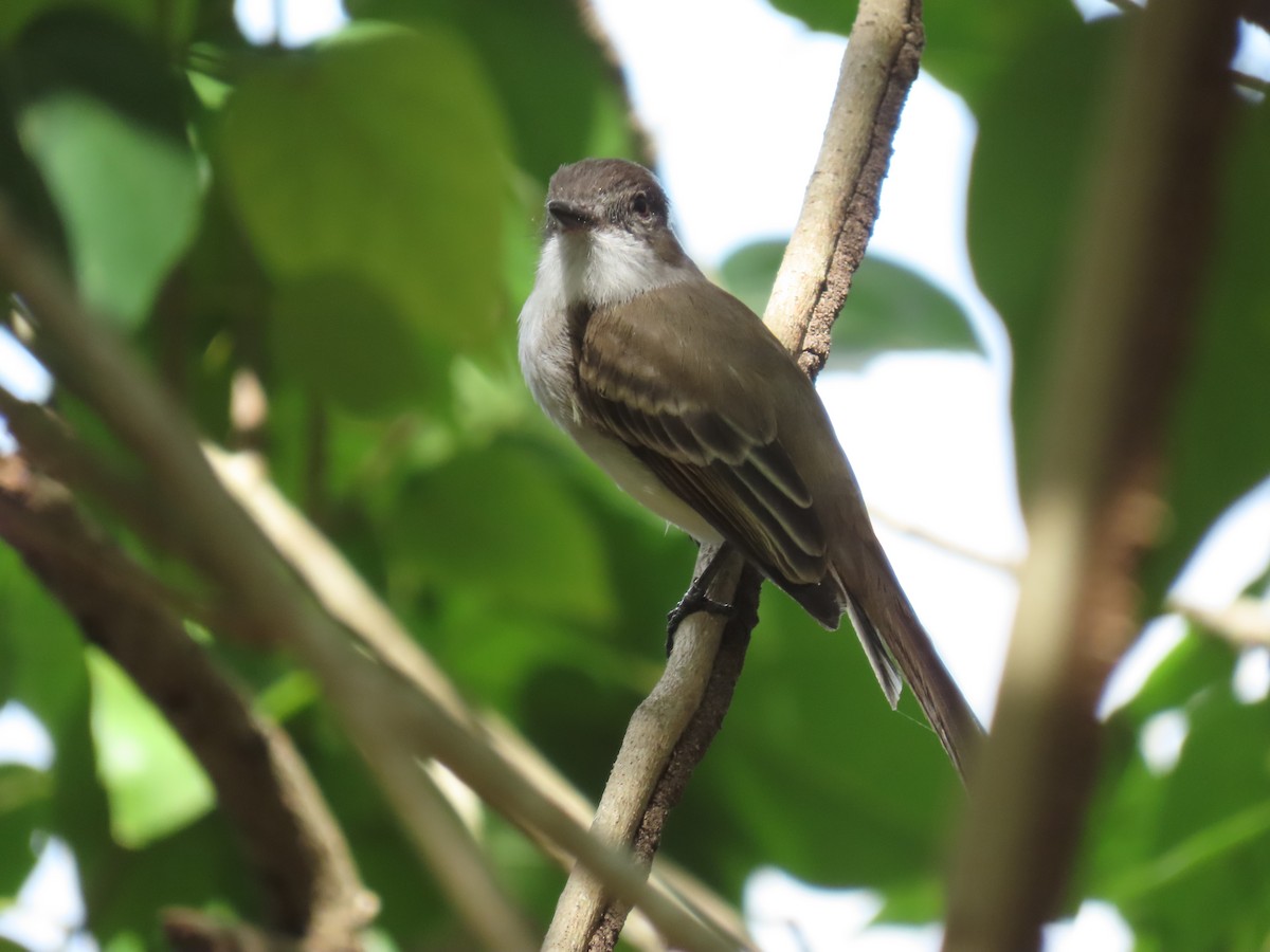 Puerto Rican Flycatcher - A Branch