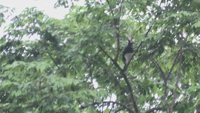 orienthornfugl - ML615131201