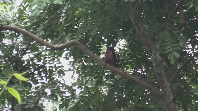 Banded Broadbill - ML615131205