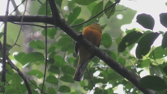 Trogon à poitrine jaune - ML615131214