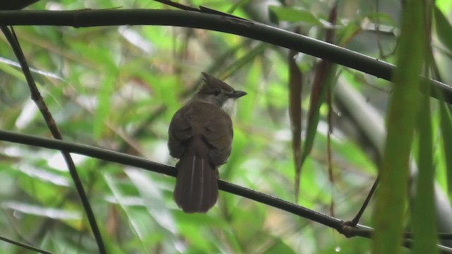 Bulbul Ocráceo - ML615131221