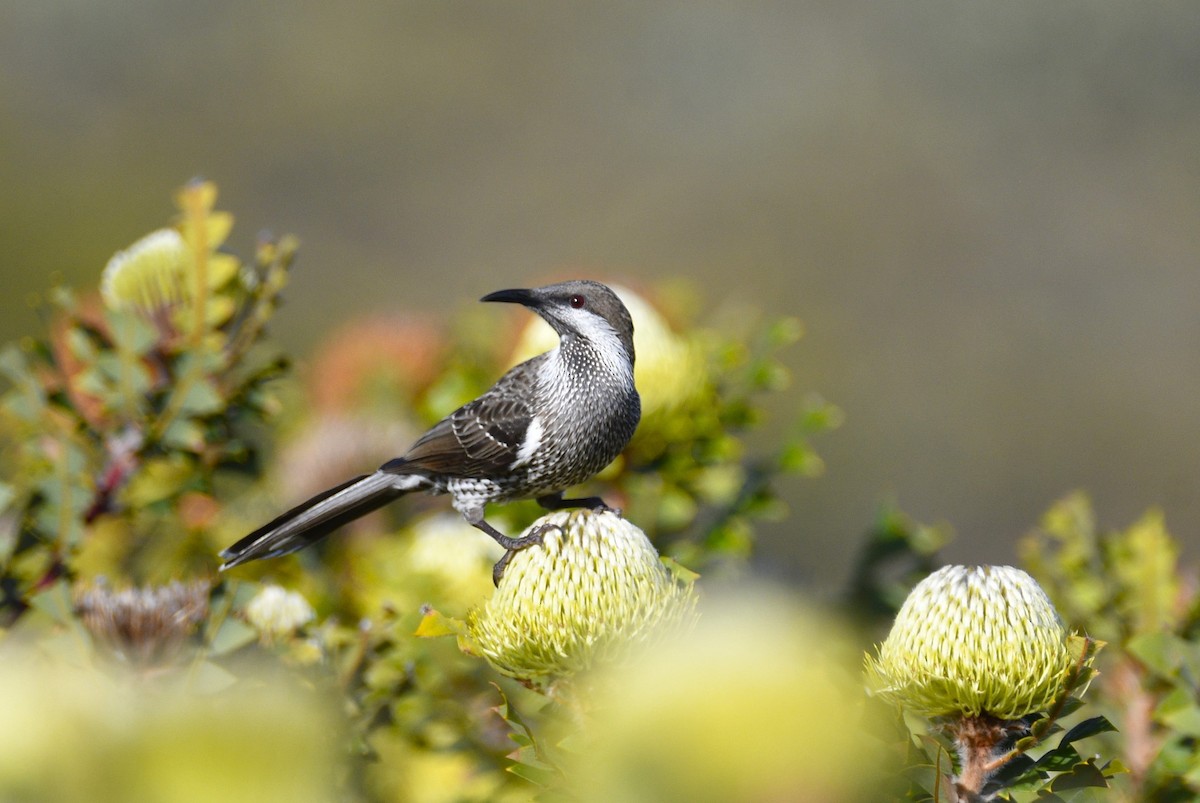 Western Wattlebird - ML615131302