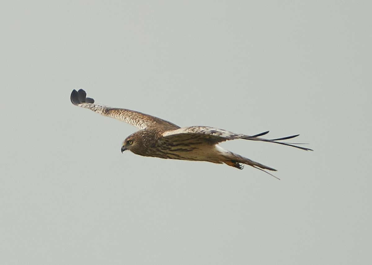 Pied Harrier - Chieh-Peng Chen