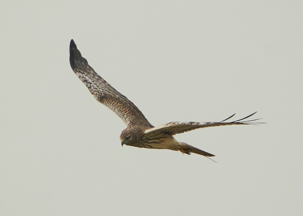 Pied Harrier - Chieh-Peng Chen