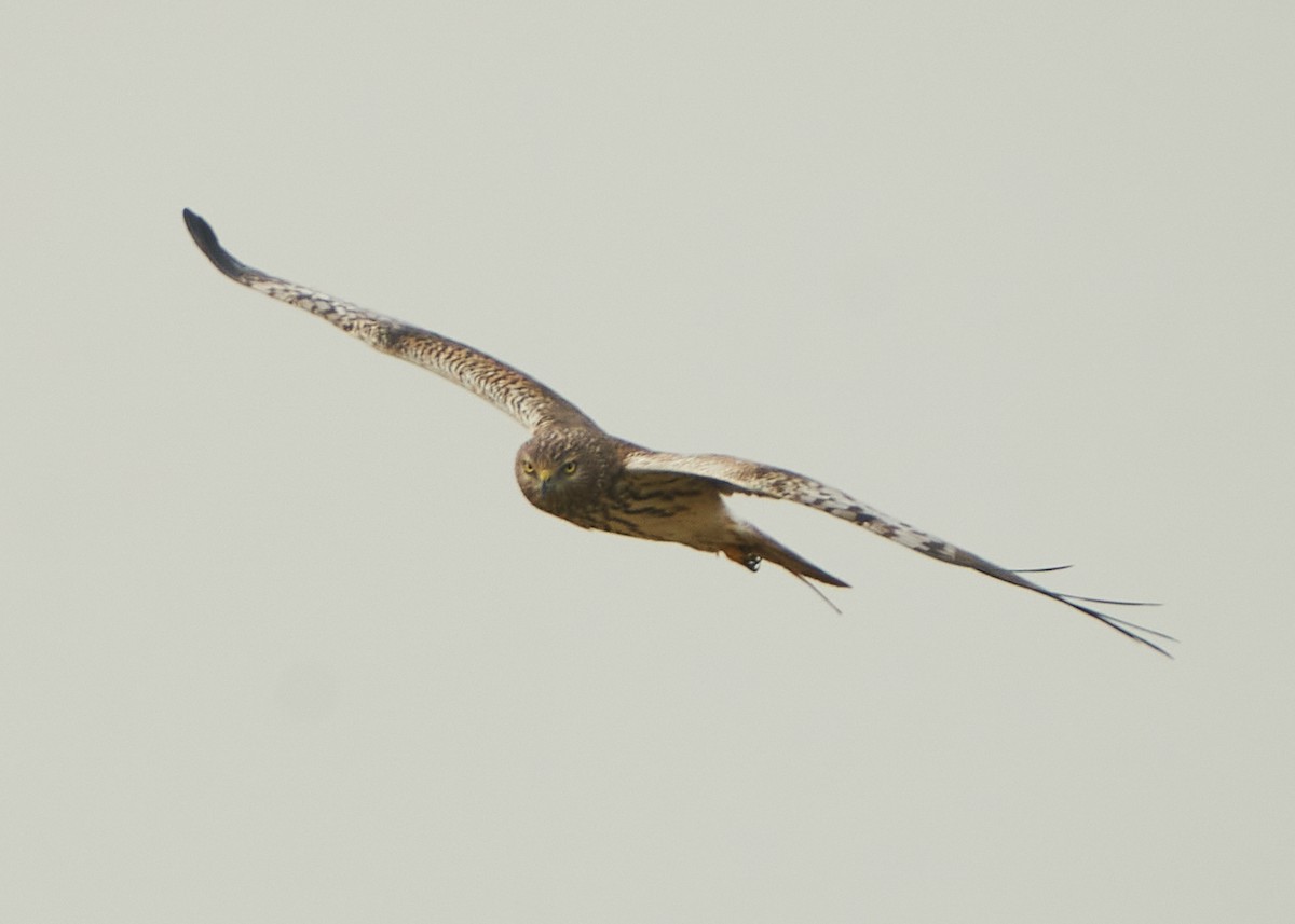 Pied Harrier - ML615131356