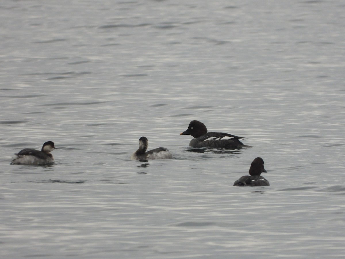 Common Goldeneye - Yutaka Ishizu