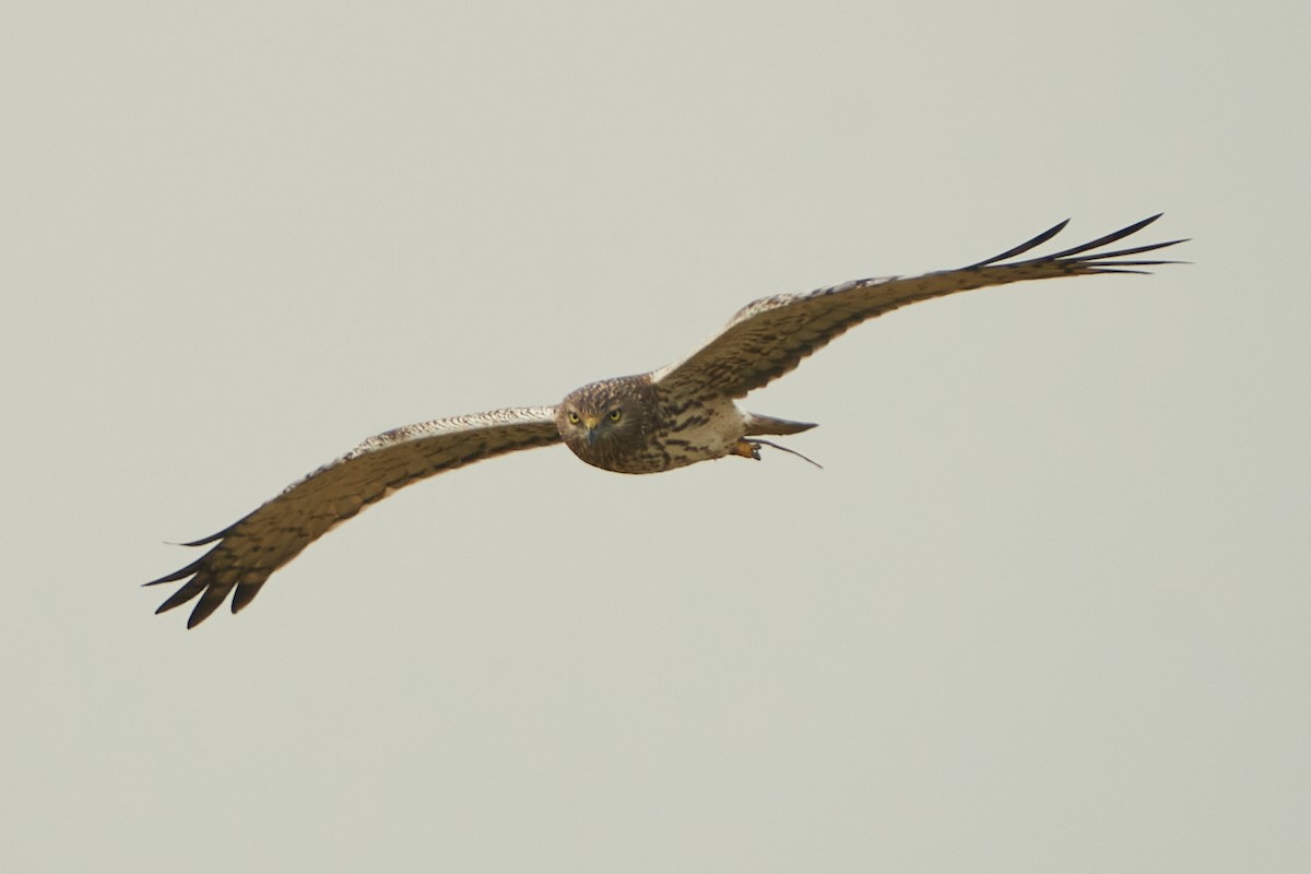 Pied Harrier - ML615131379