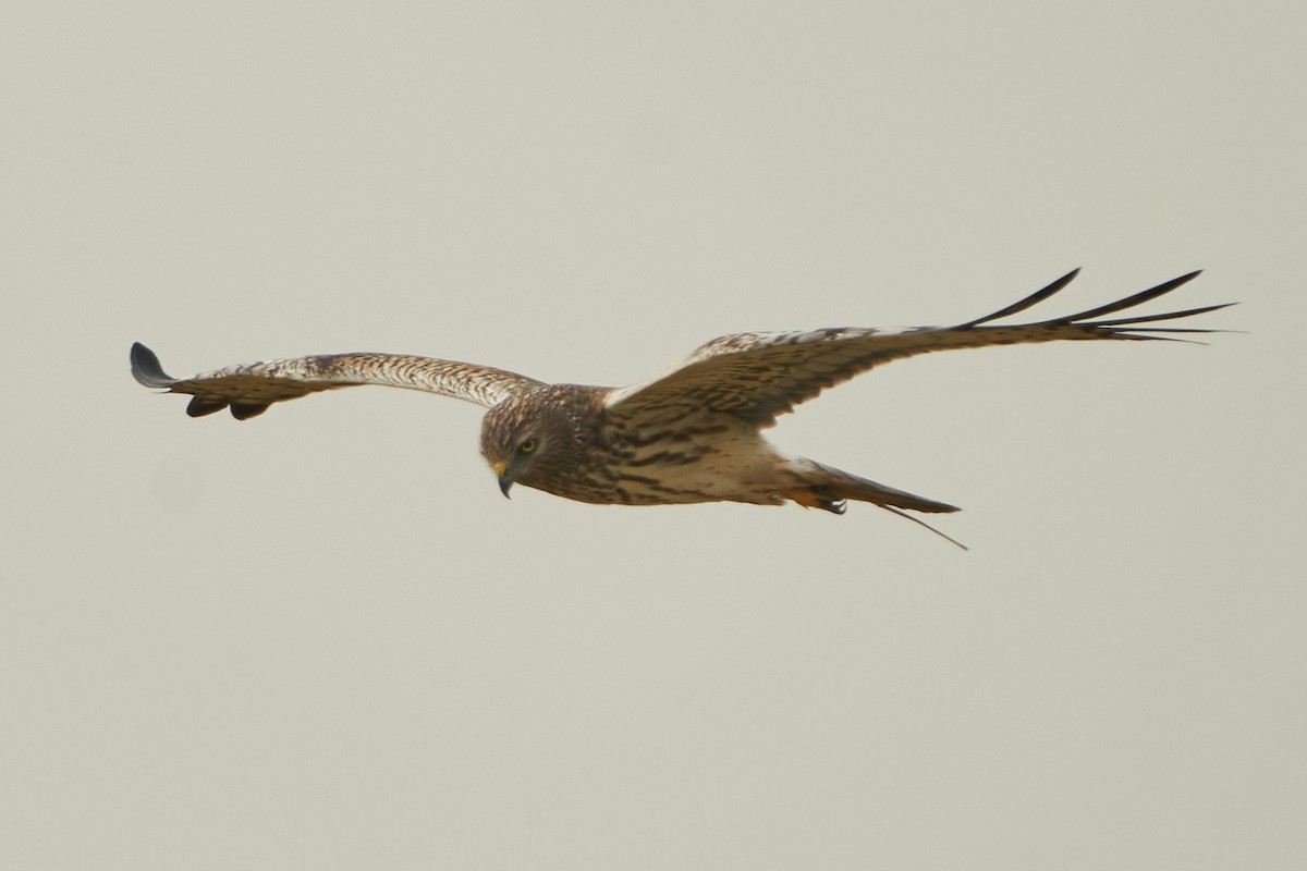 Pied Harrier - ML615131389