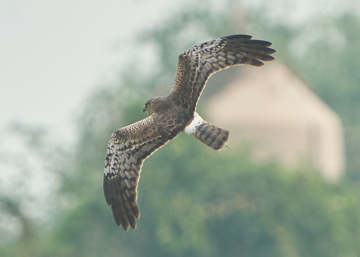 Pied Harrier - ML615131397