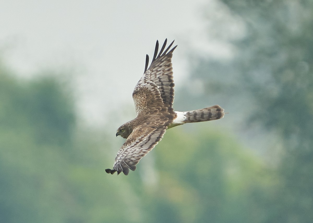 Pied Harrier - Chieh-Peng Chen