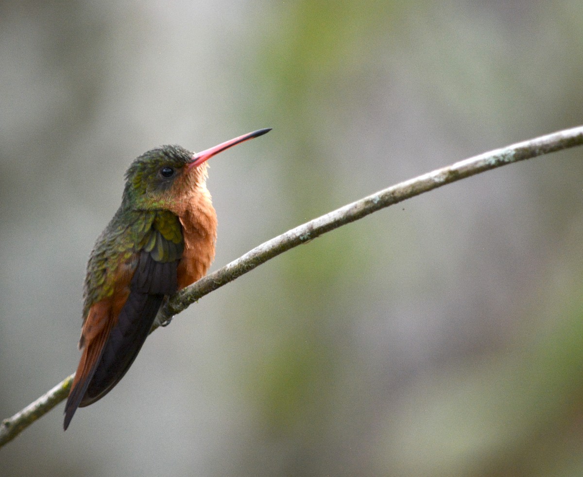 kolibřík ryšavý - ML615131401