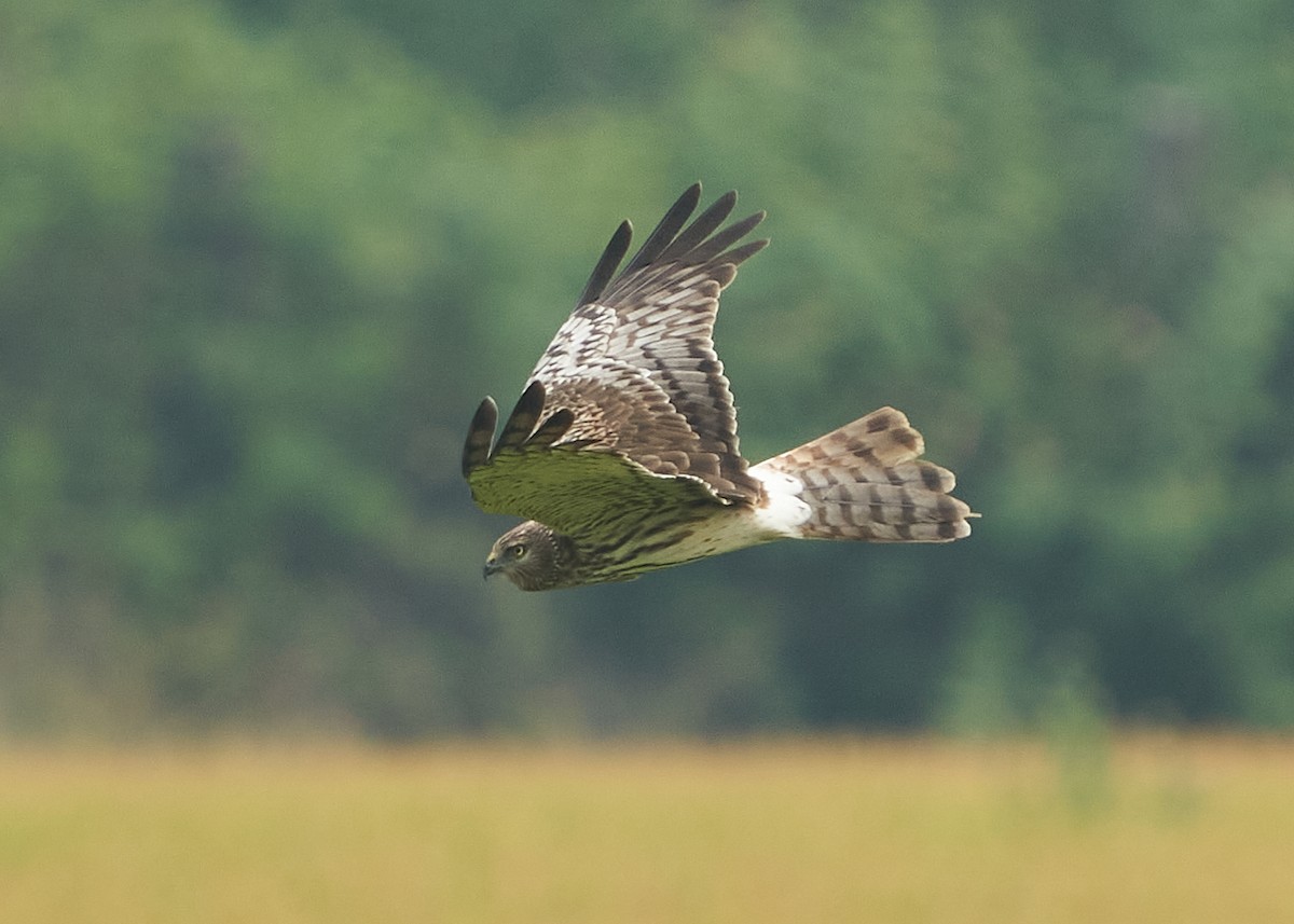 Pied Harrier - Chieh-Peng Chen