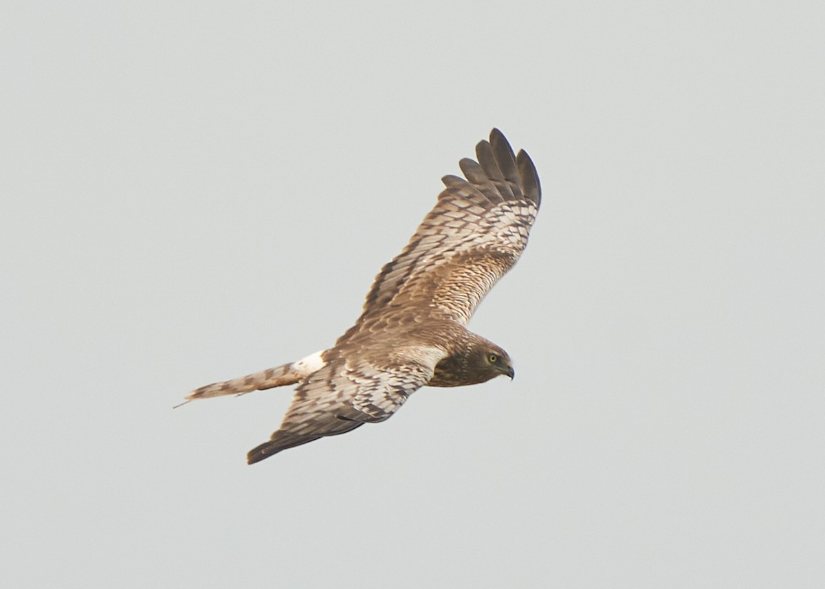 Pied Harrier - Chieh-Peng Chen