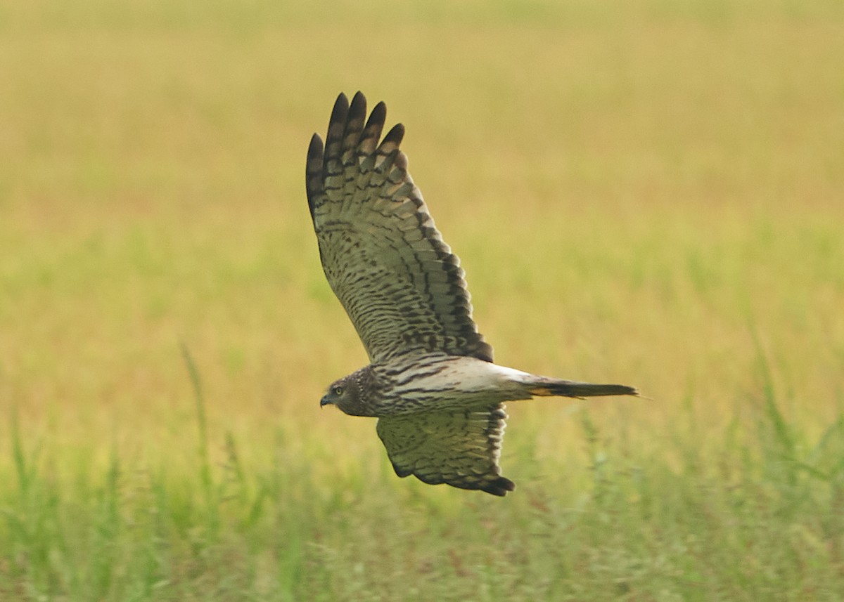 Pied Harrier - Chieh-Peng Chen