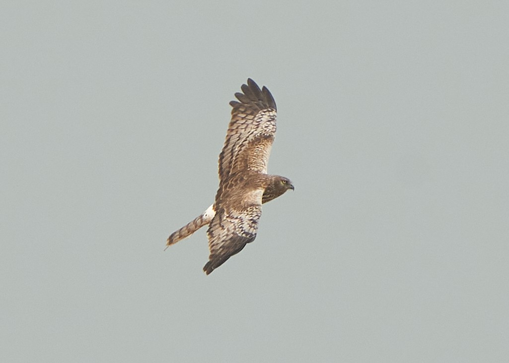 Pied Harrier - Chieh-Peng Chen