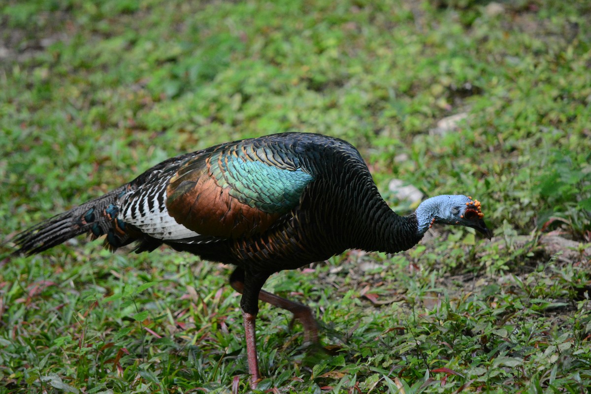 Ocellated Turkey - ML615131445