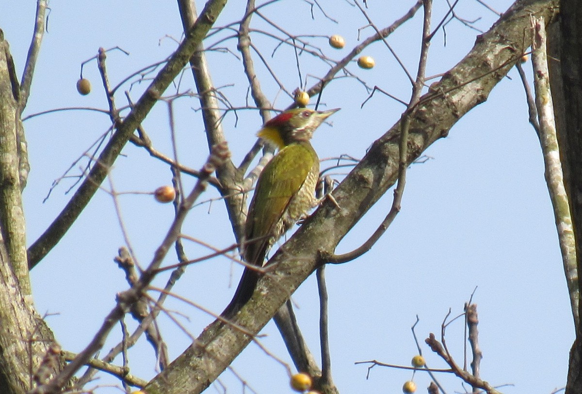 Lesser Yellownape - Kalaimani Ayuthavel