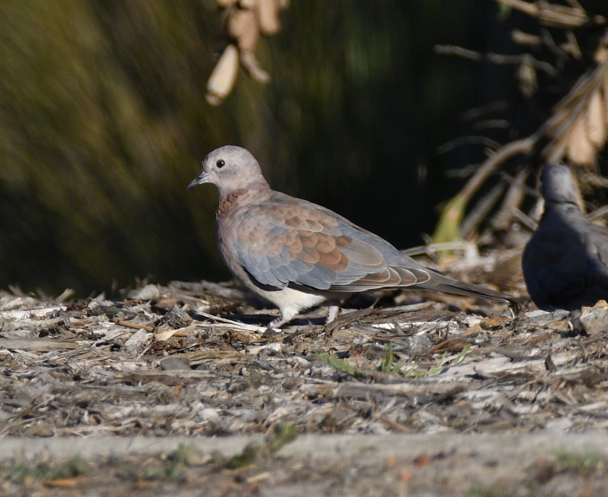 Laughing Dove - ML615131453