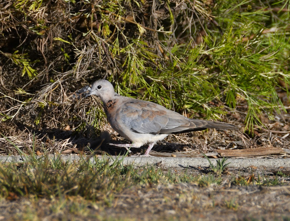 Laughing Dove - ML615131454