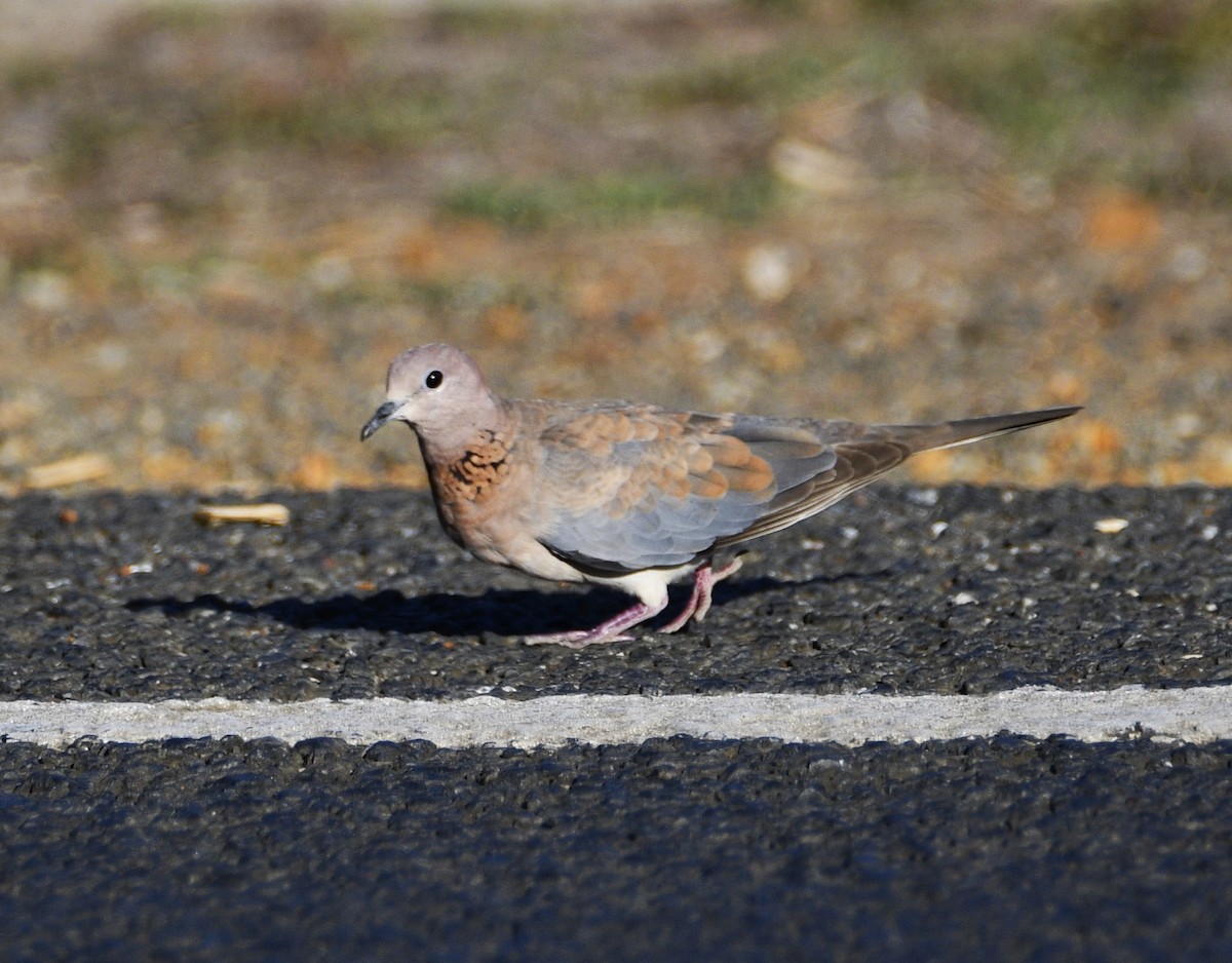 Laughing Dove - ML615131455