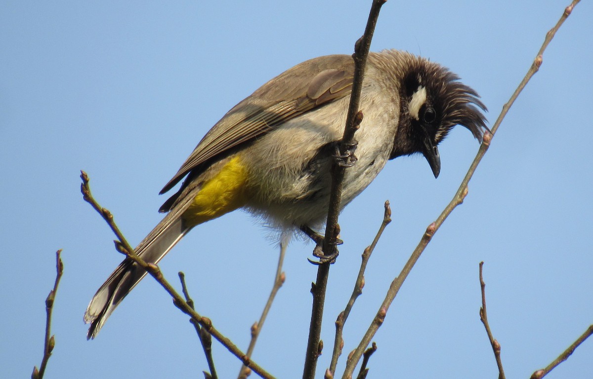 Himalayan Bulbul - Kalaimani Ayuthavel