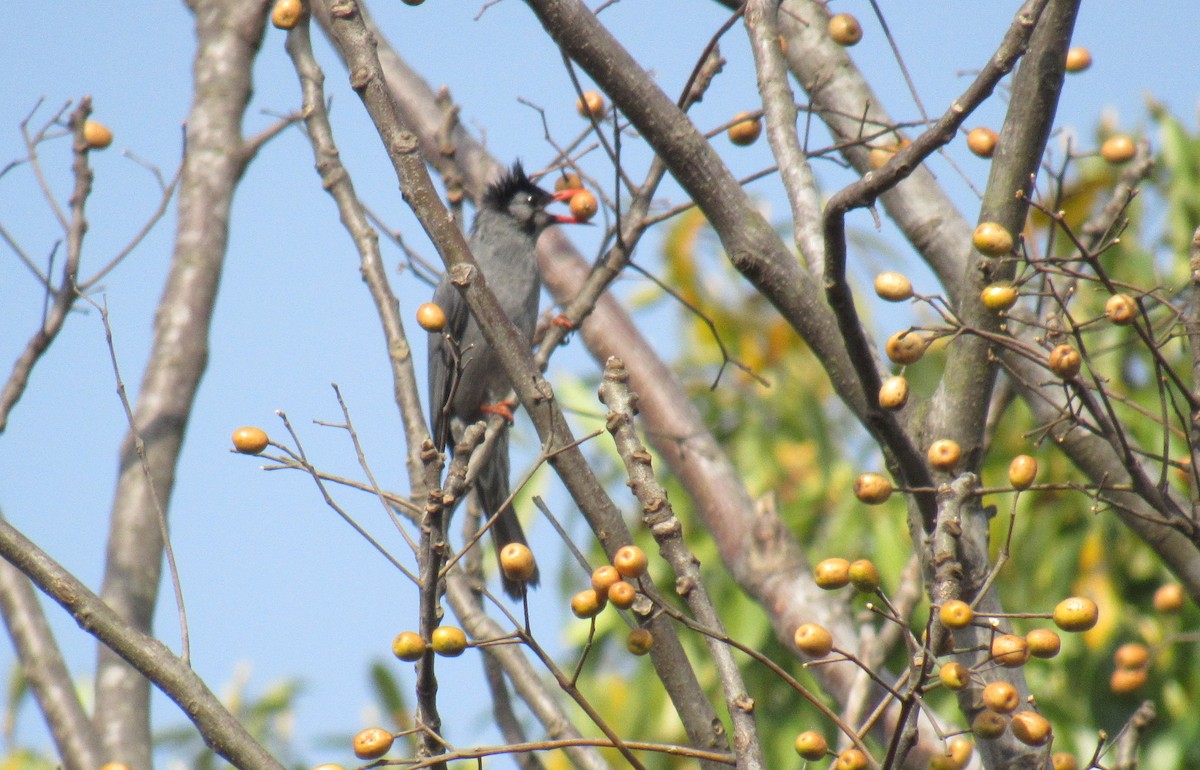 Black Bulbul - Kalaimani Ayuthavel