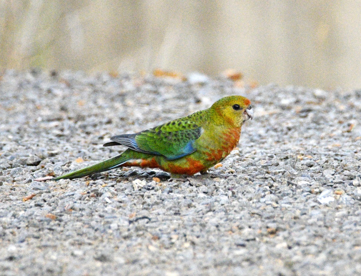 Western Rosella - ML615131547