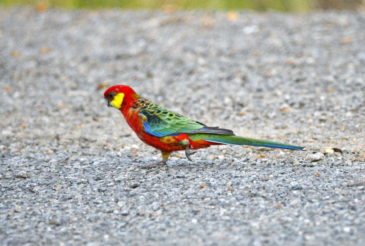 Western Rosella - ML615131548