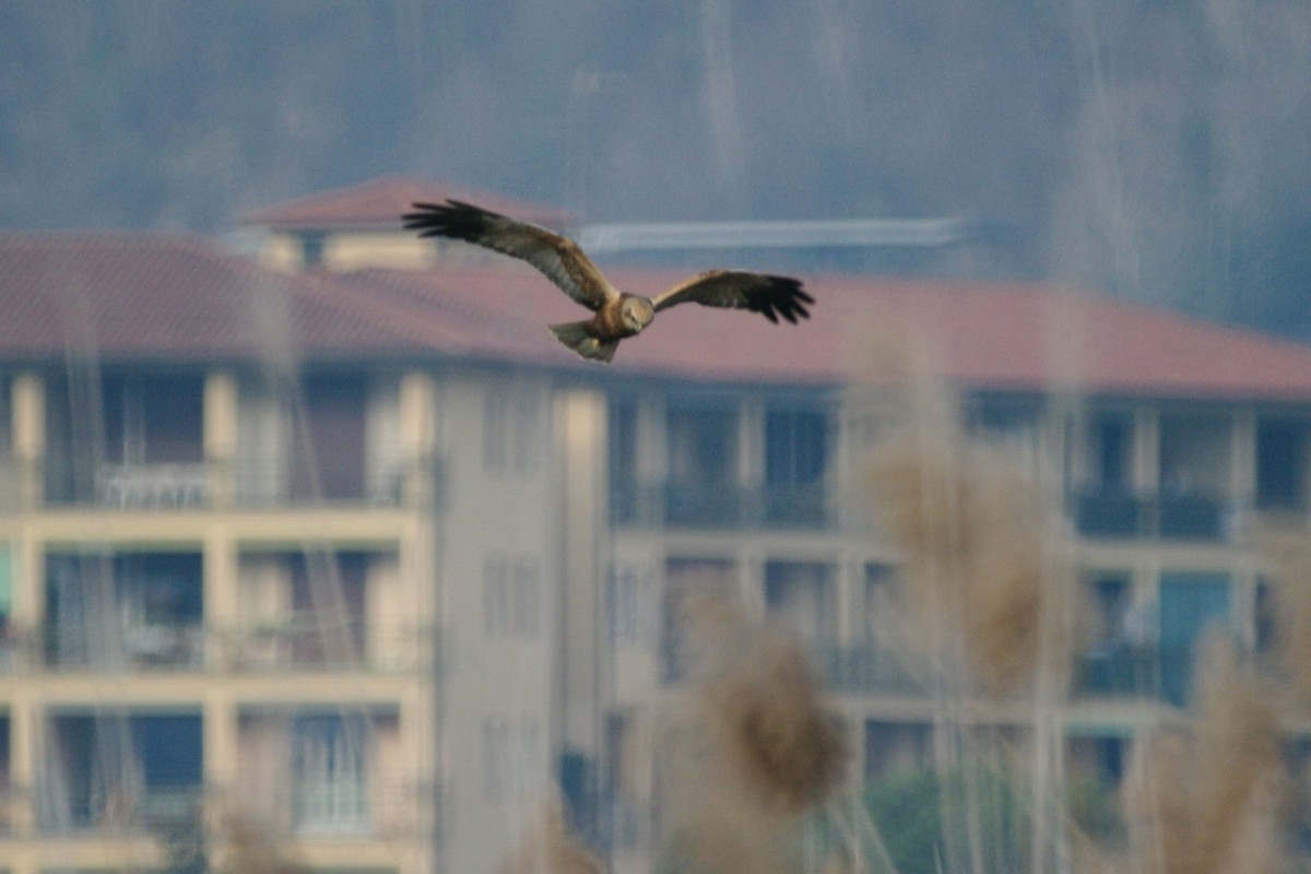 Western Marsh Harrier - ML615131571