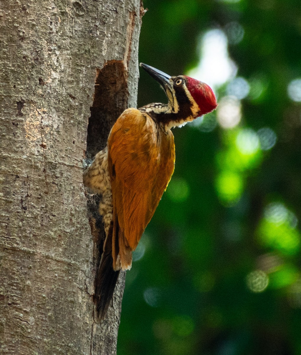 flameback sp. - ML615131583