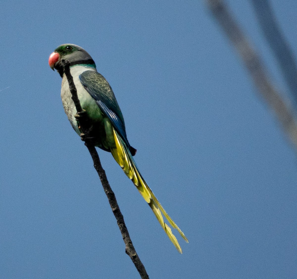 Malabar Yeşil Papağanı - ML615131585
