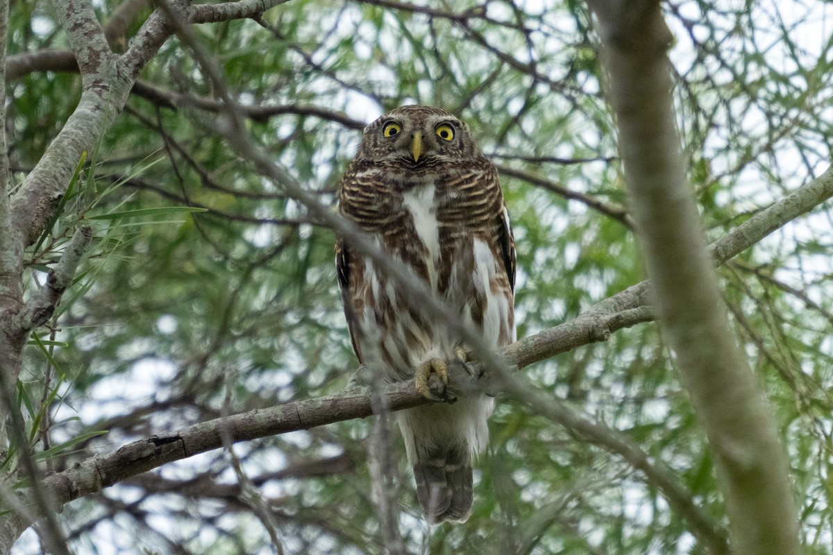 Asian Barred Owlet - ML615131594