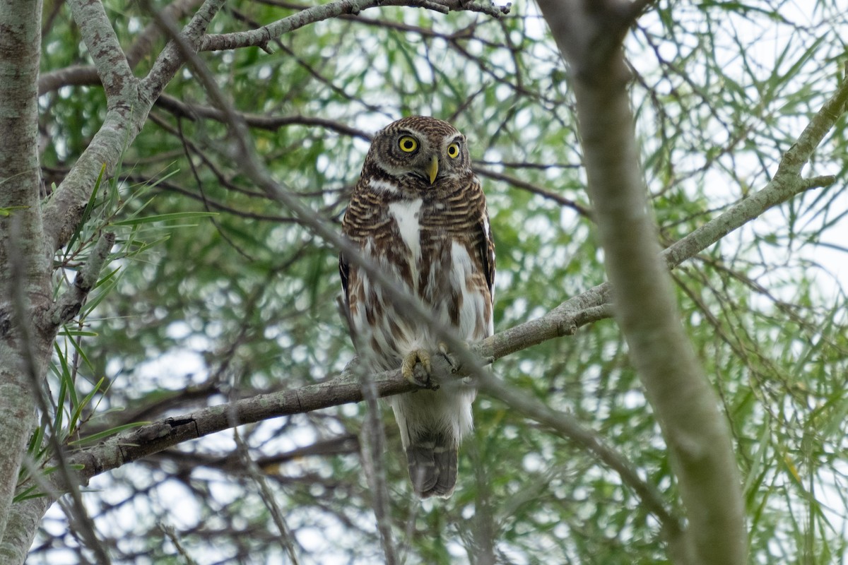 Asian Barred Owlet - Kelvin NG