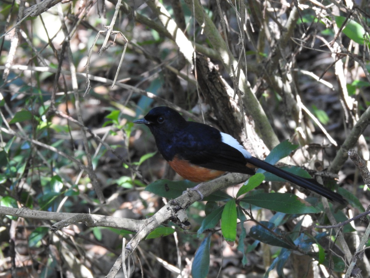 White-rumped Shama - ML615131621