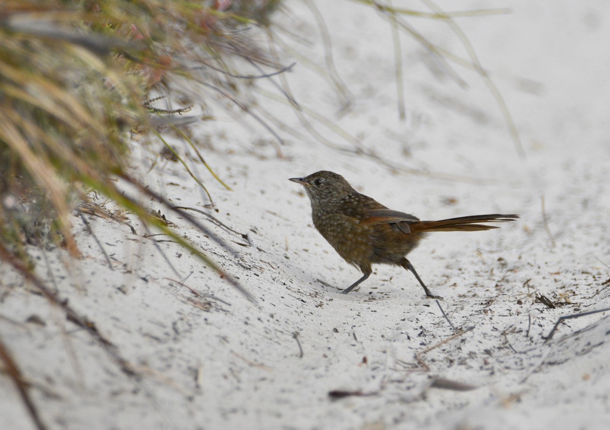 Western Bristlebird - ML615131623