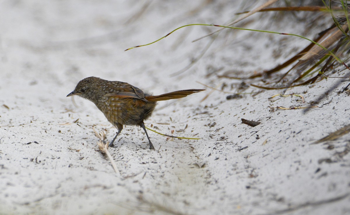 Western Bristlebird - ML615131624