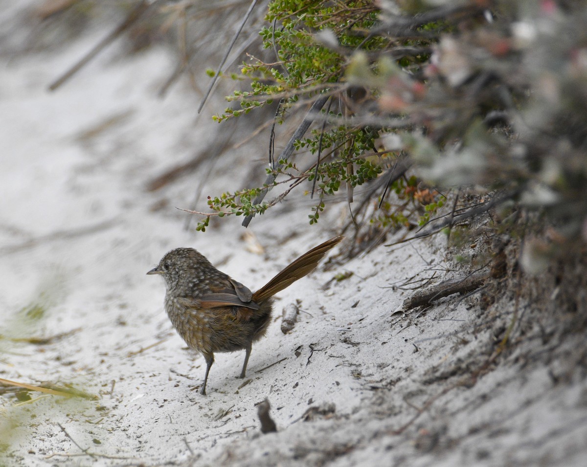 Western Bristlebird - ML615131625