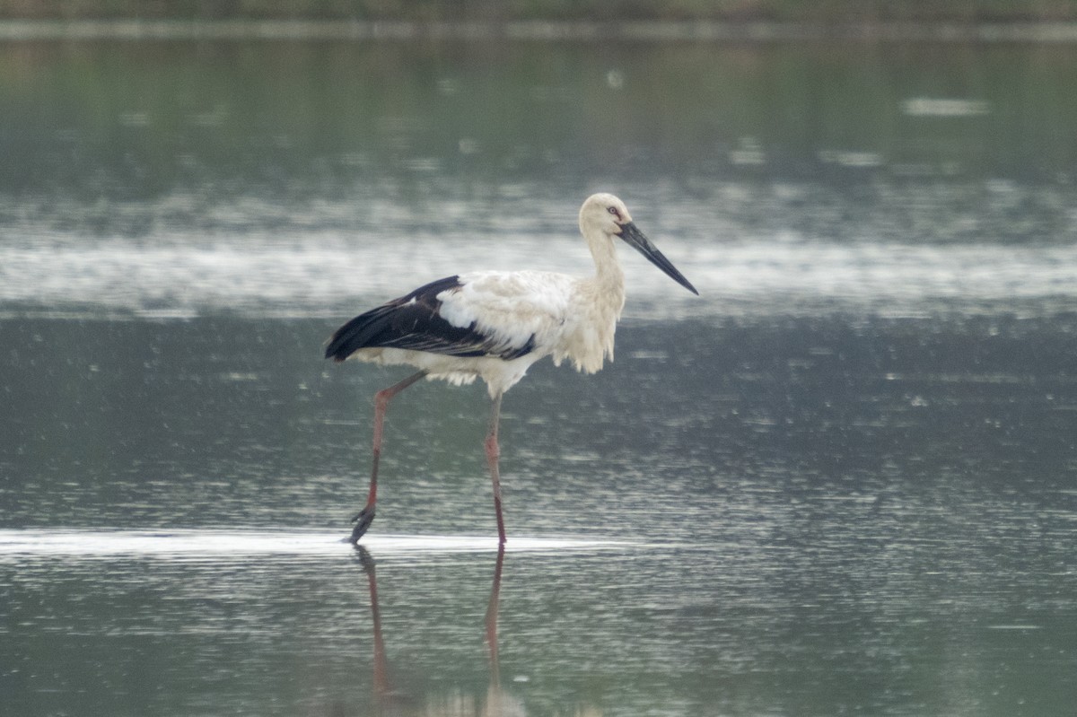 Oriental Stork - Kelvin NG