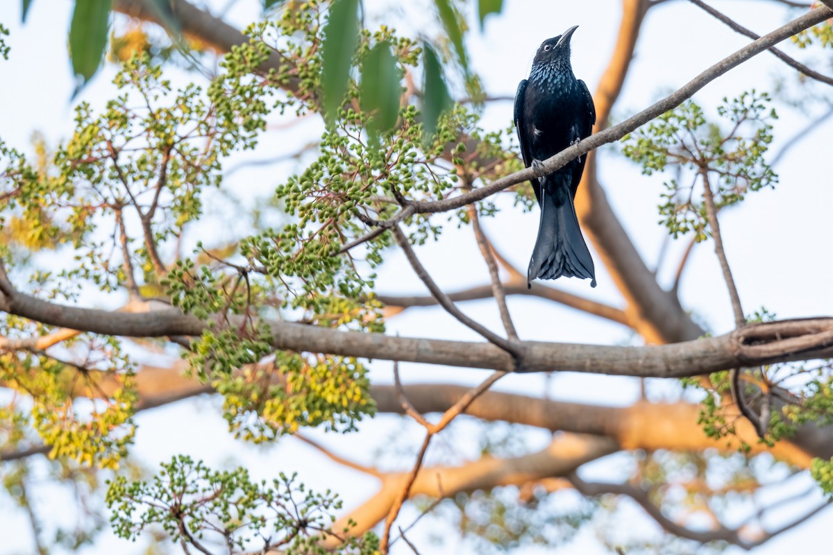 Hair-crested Drongo - Nara Jayaraman