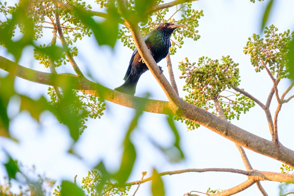 Hair-crested Drongo - Nara Jayaraman