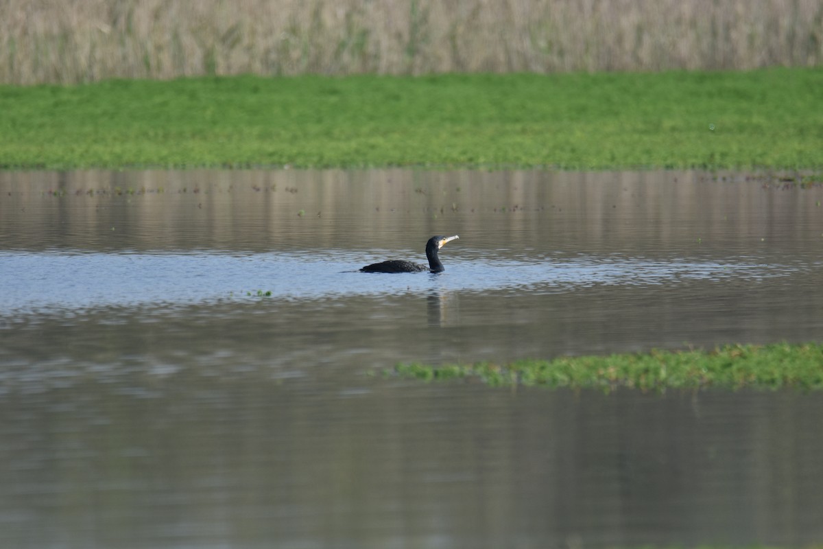 Great Cormorant - ML615131722